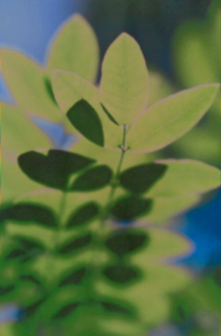 Close up of green tree leaves