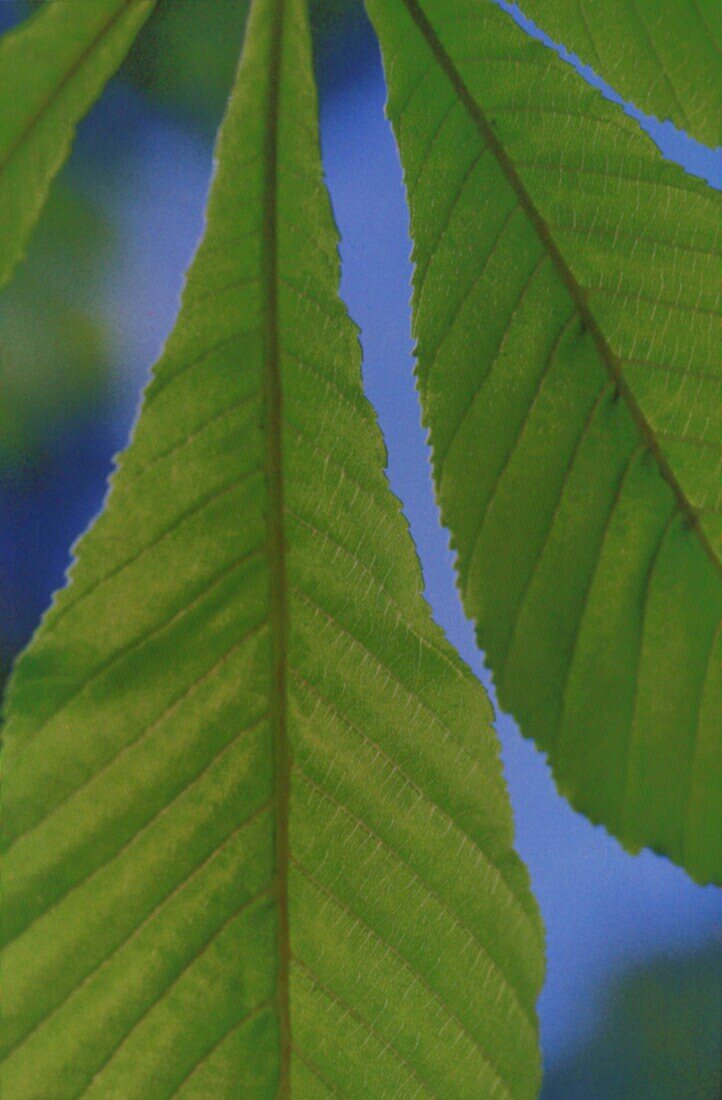Close up of horse chestnut leaf against blue sky