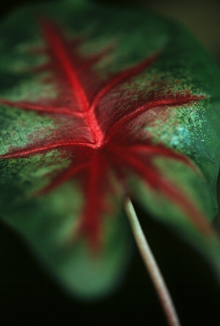 Das rot und grün gefärbte Blatt des Caladium
