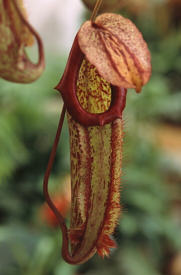 A Nepenthes x hookeriana