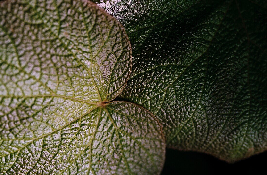 Close up of the bronzed green leaf of a rhizomatous begonia