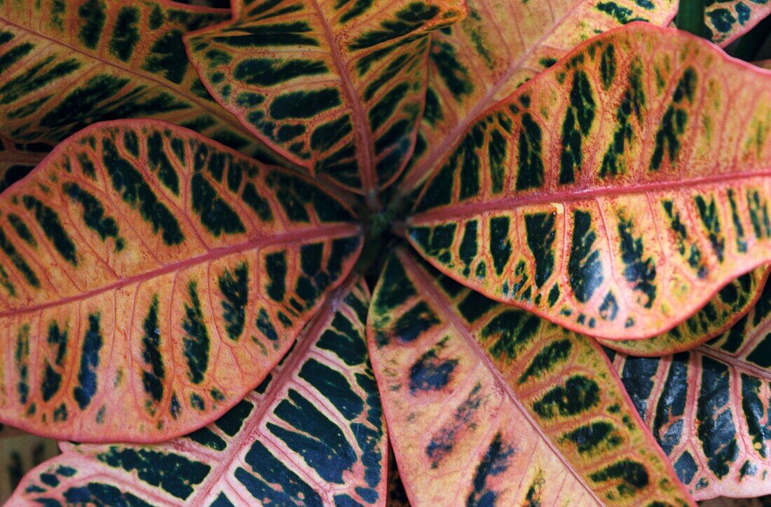 The strikingly colourful leaves of the Croton - Codiaeum variegatum