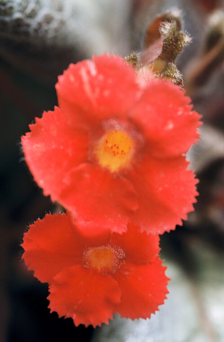 The scarlet red flowers of the Episcia cupreata or Flame Violet