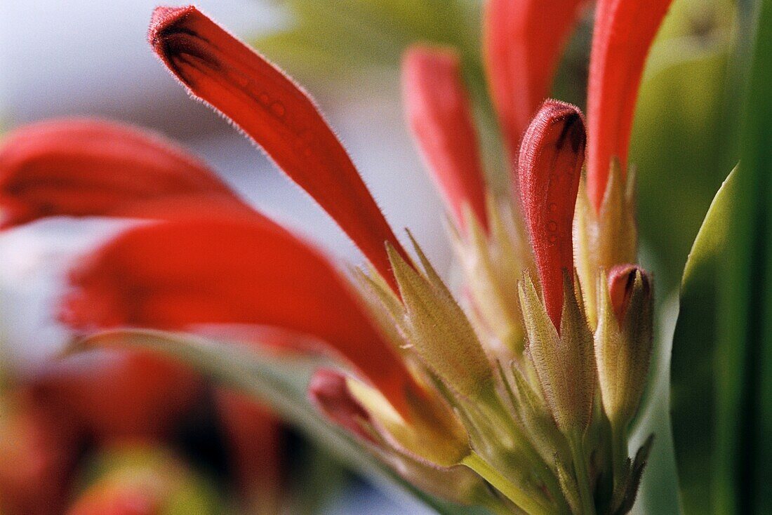 Die orange-roten Blüten der Clivia miniata