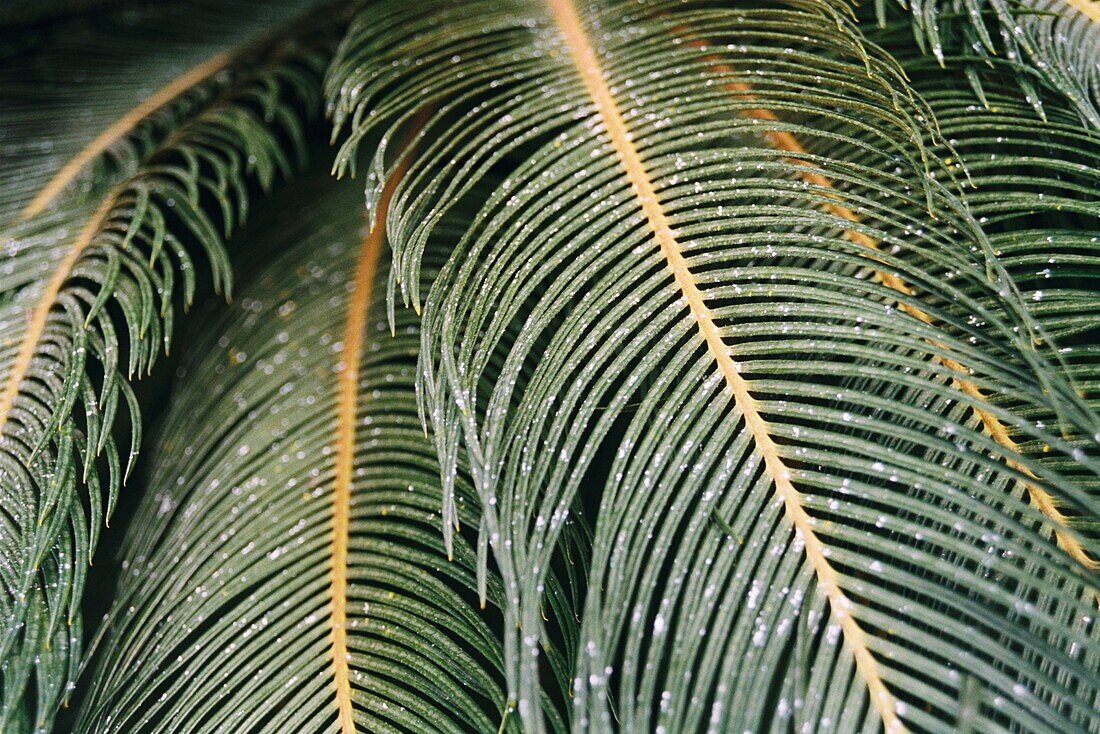 Palm leaf fronds