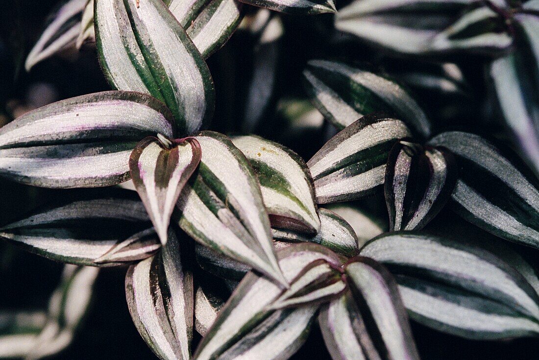 The silvery green and white leaf of the Tradescantia zebrina -Silver Inch Plant
