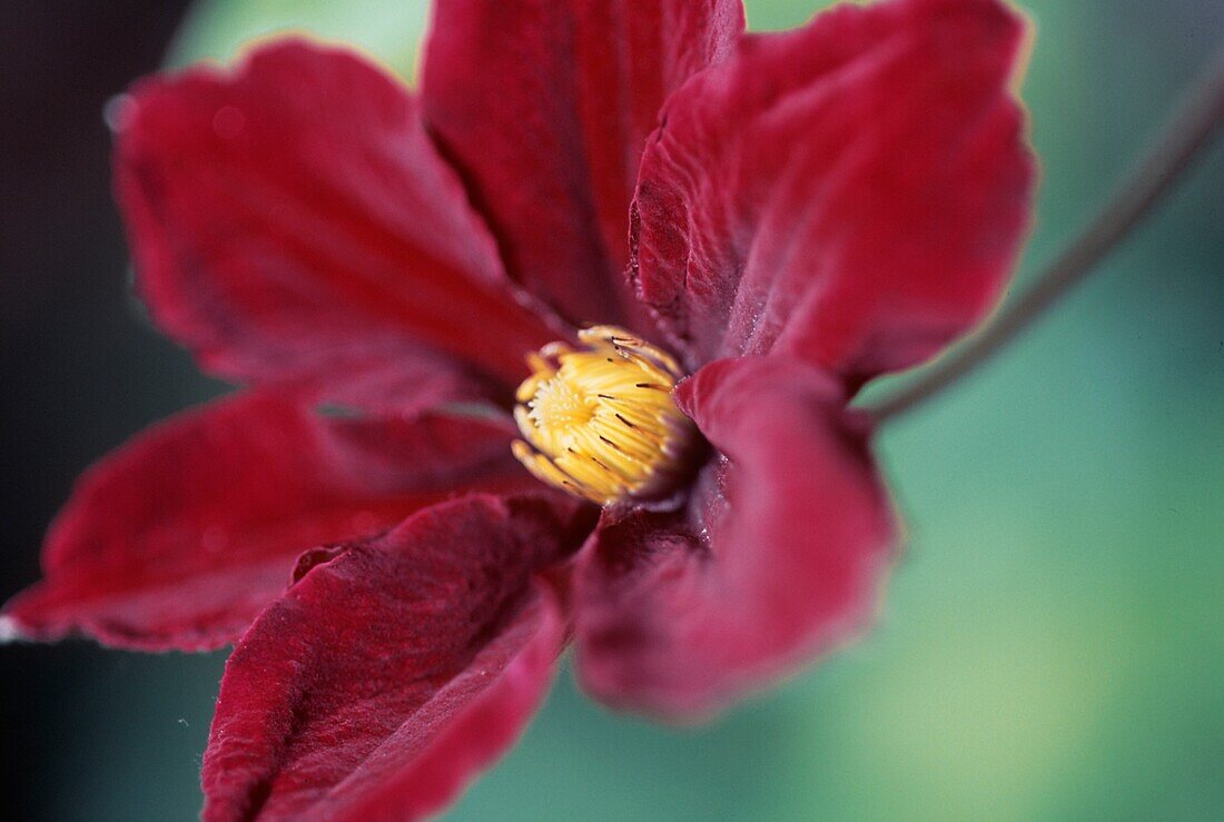 Close up of dark red clematis
