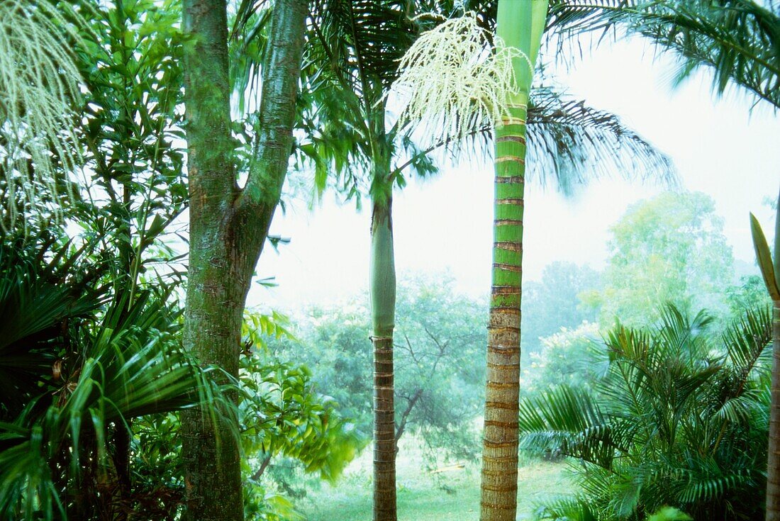 Palmen im grünen tropischen Garten
