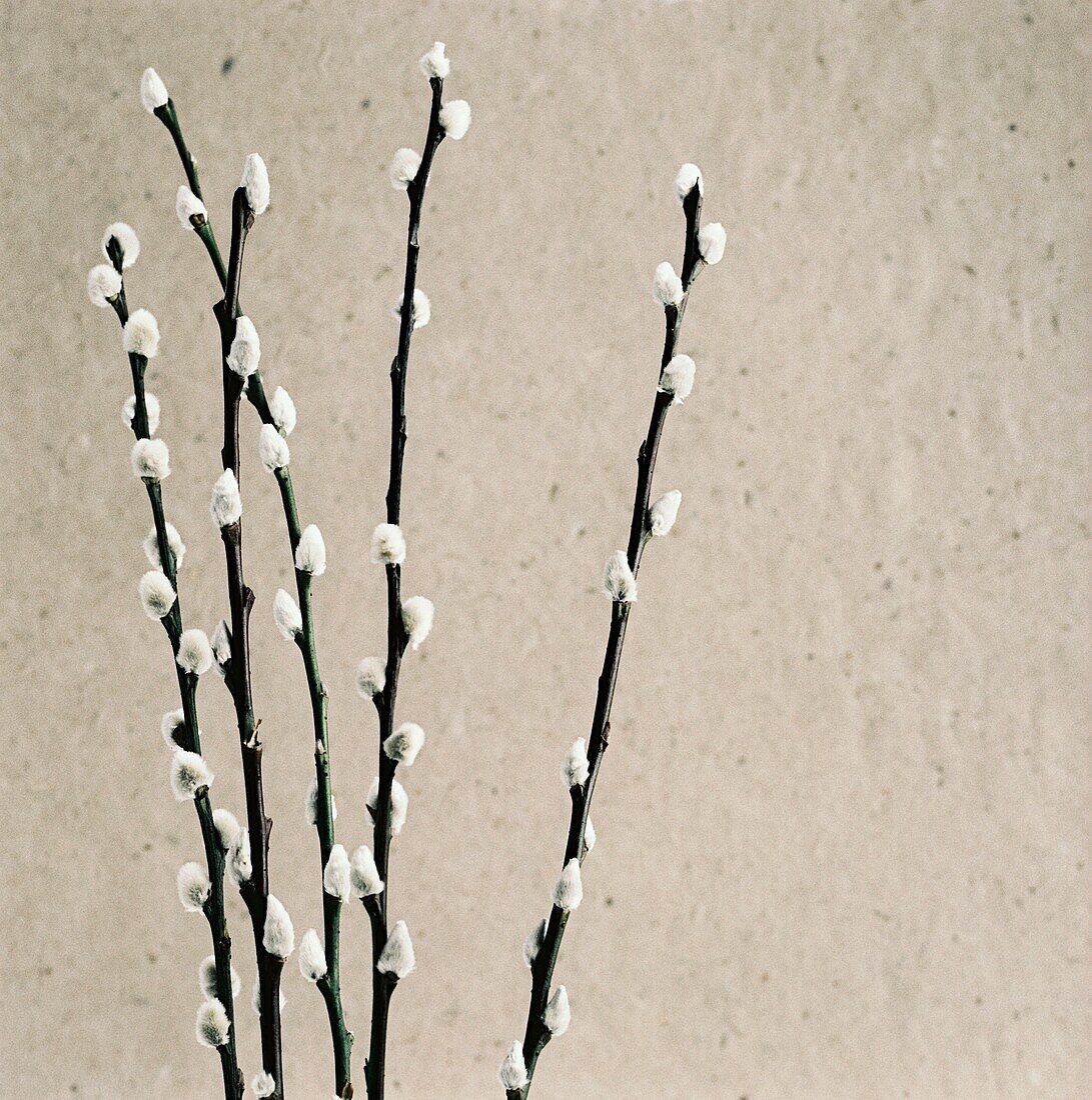 Pussy Willow - Salix discolor