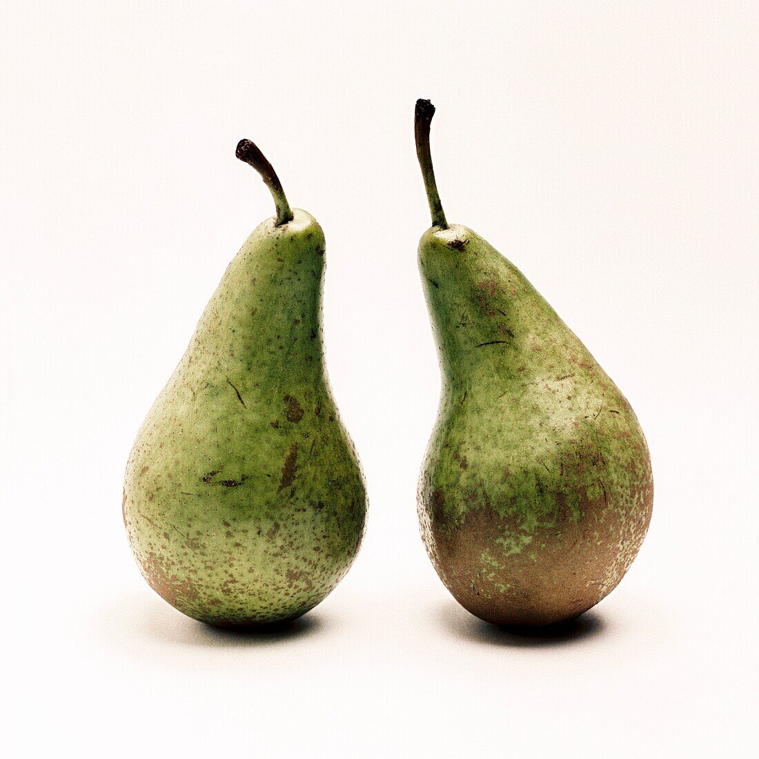 Two Conference pears