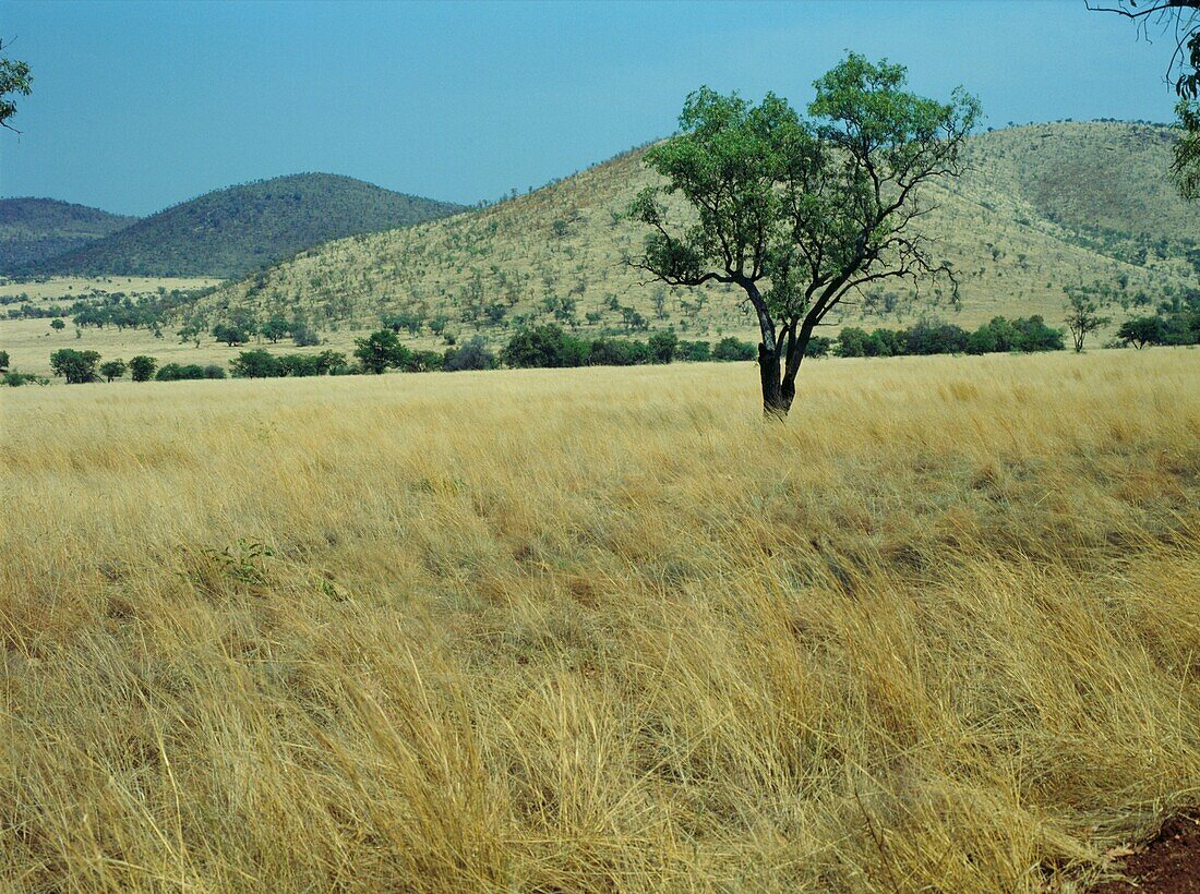 Grass lands in Pilanesberg National Park in South Africa