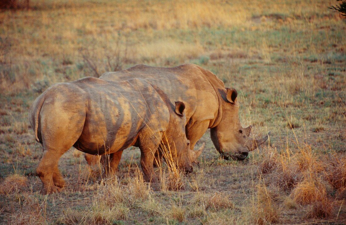Two rhinos grazing in the Kruger National Park