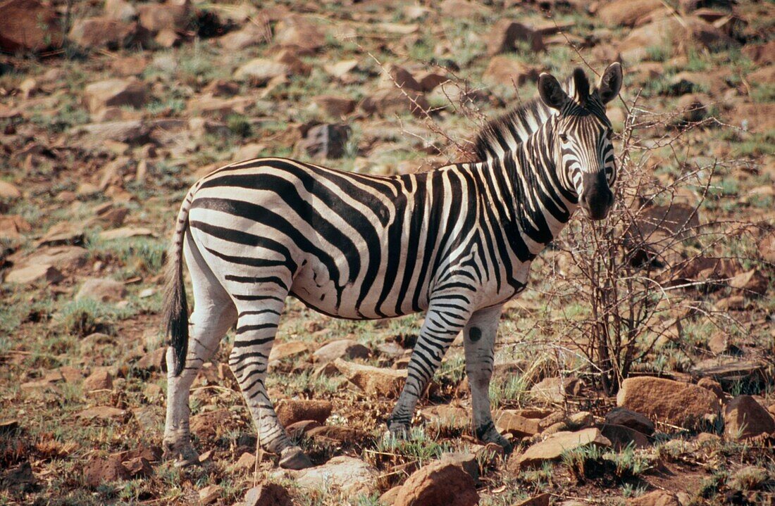 Zebra standing on a rocky hill on a game reserve