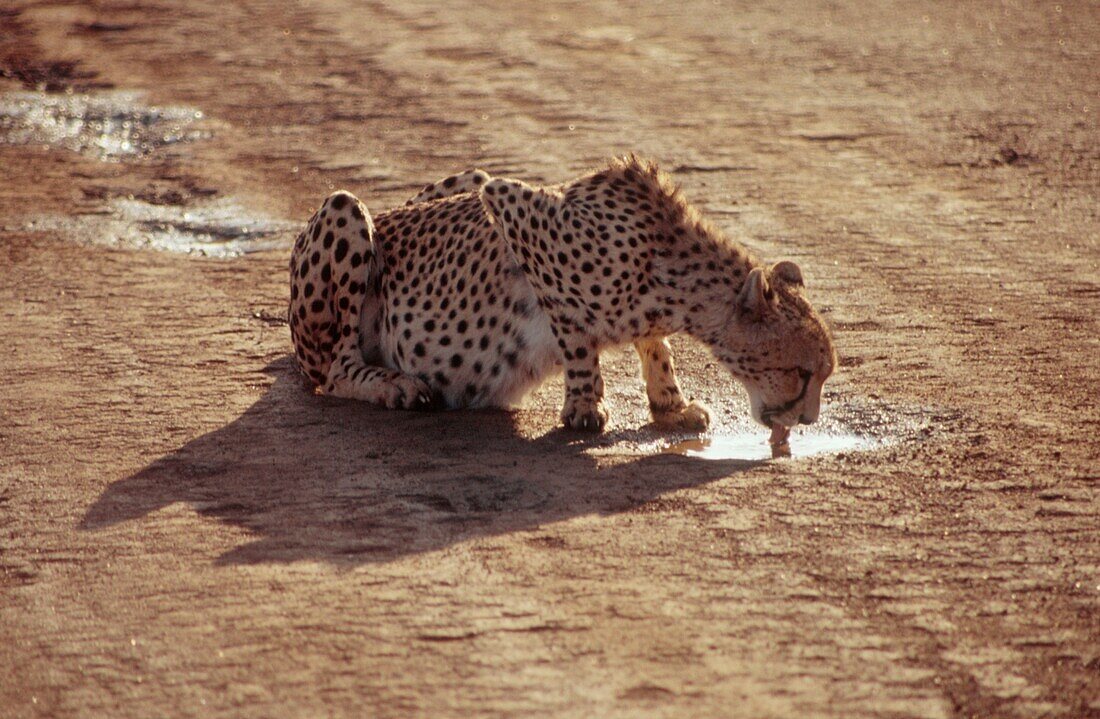 Gepard trinkt aus einer Pfütze in einem Wildreservat