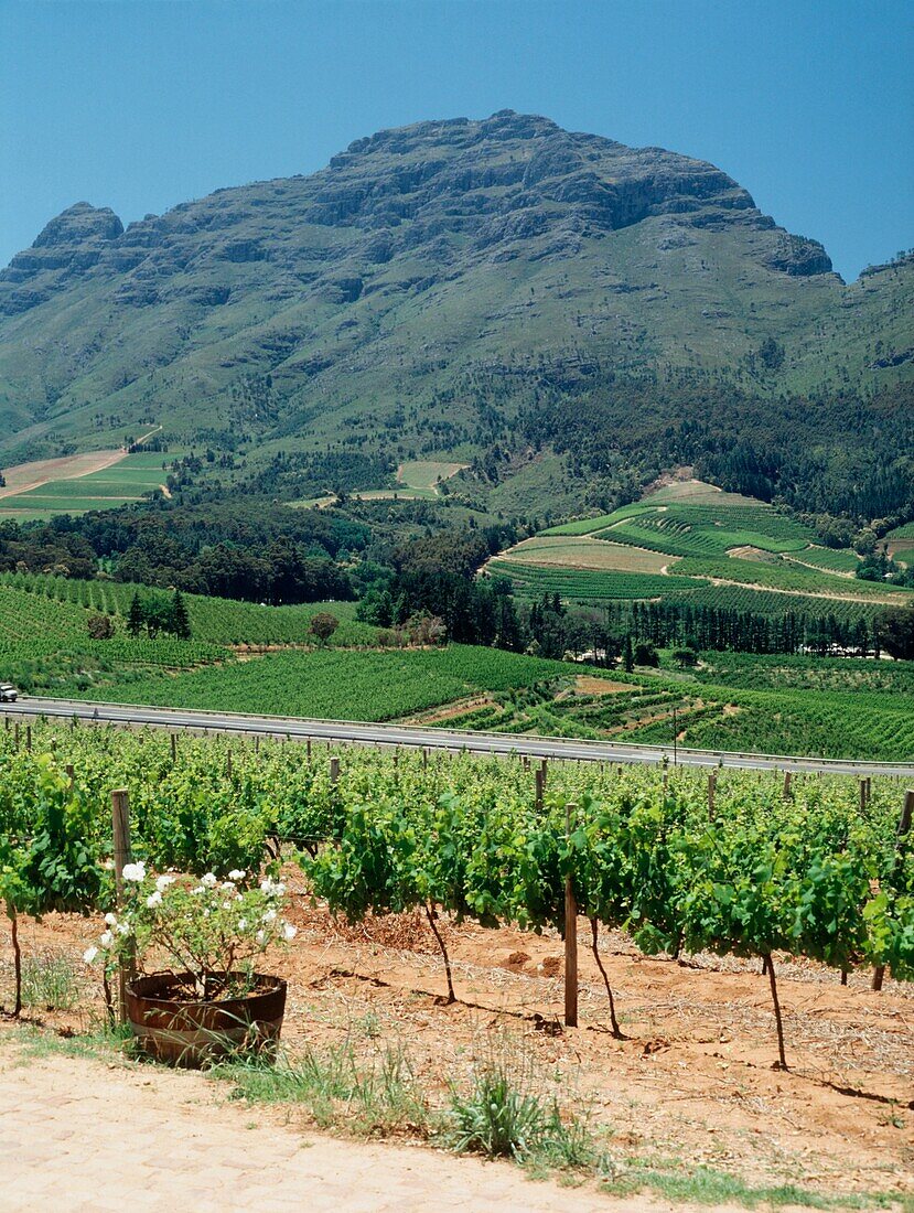 Blick auf die Berge von einem Weinberg in Kapstadt