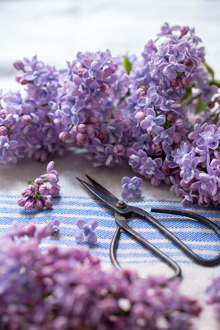 Close up of lilac and scissors