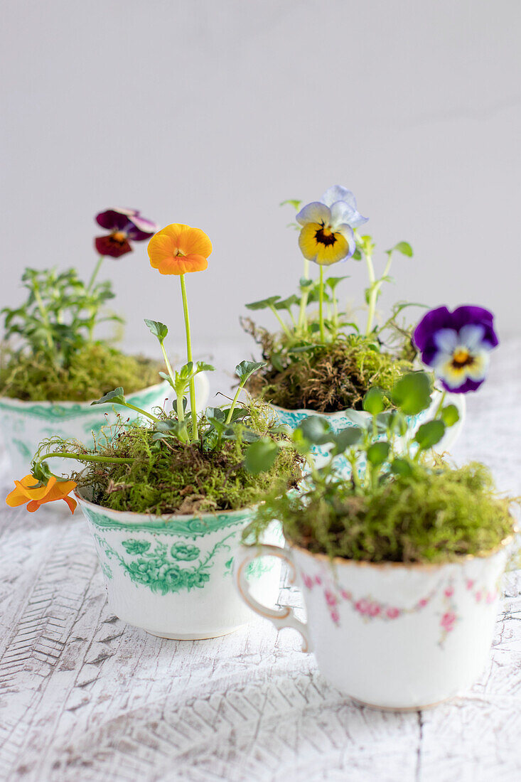 Violas in vintage teacups