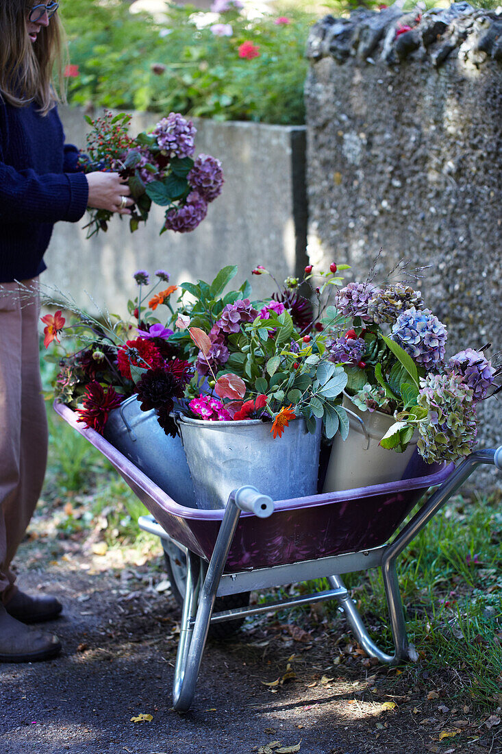 Woman arranging autumn flowers in wheelbarrow in the garden