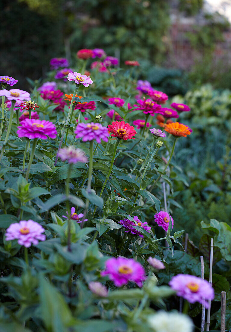 Zinnienbeet (Zinnia) in verschiedenen Farben im Sommergarten