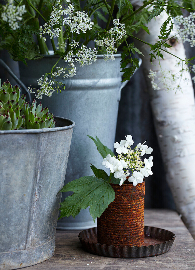 Rusty tin as a vase for white flowers, succulents and wild carrot