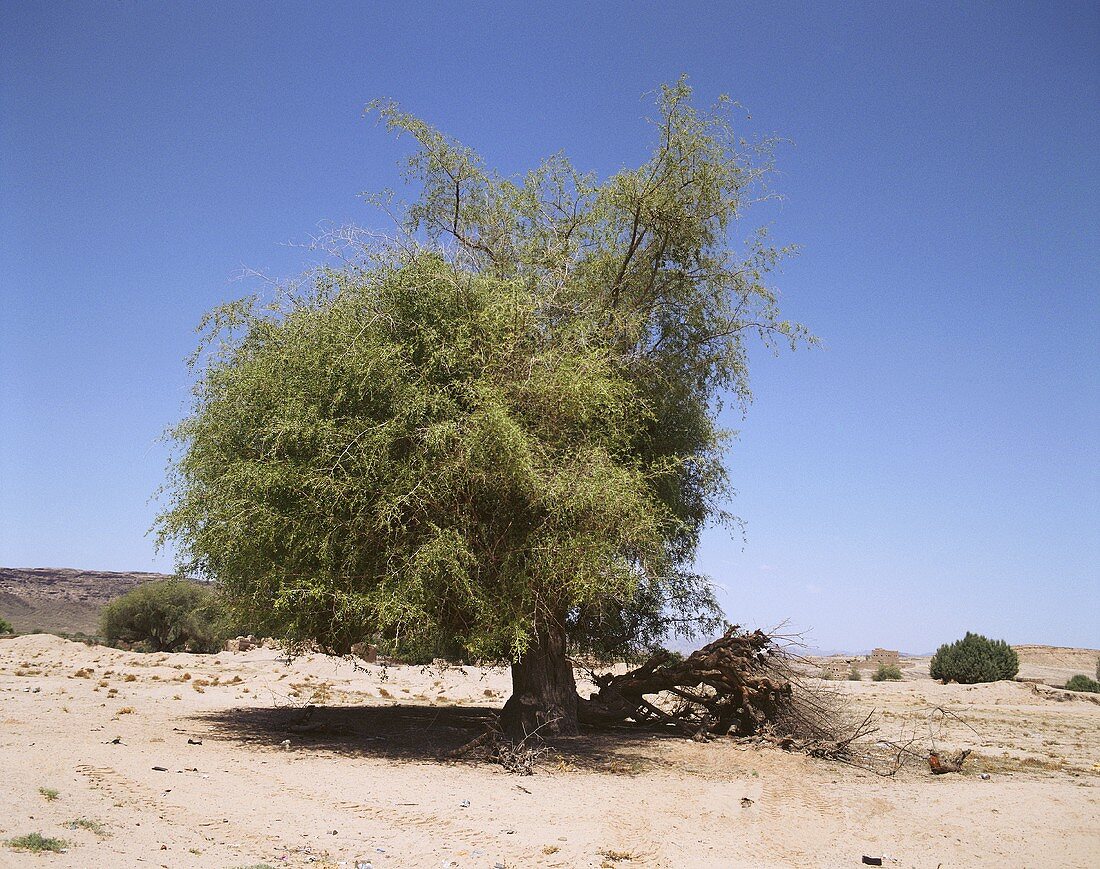 Kampferbaum in Jemen, Arabien