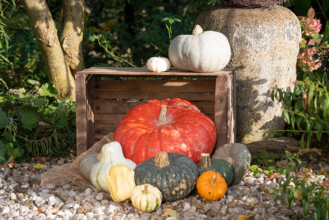 Various pumpkins on gravel and wooden box in garden