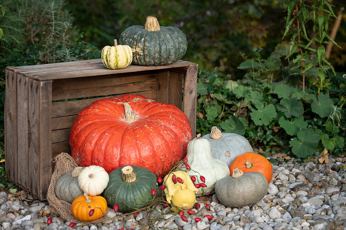 Herbstliche Kürbisse in verschiedenen Farben auf Holzkiste und Kies im Garten