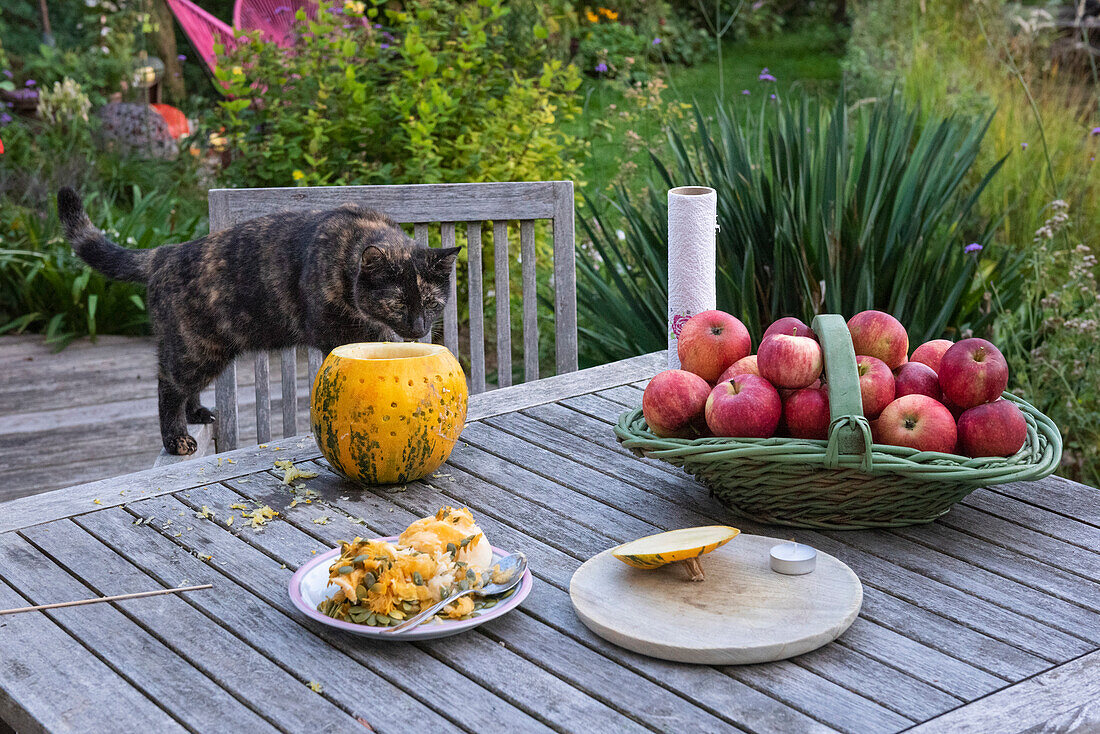 Cat sniffing a hollowed-out pumpkin on garden table with apples