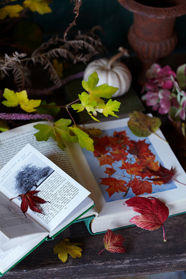 Pressing autumn leaves on an open book next to a white pumpkin