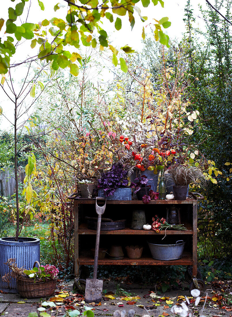 Herbstlich dekoriertes Gartenregal mit Pflanzen und Gartengeräten