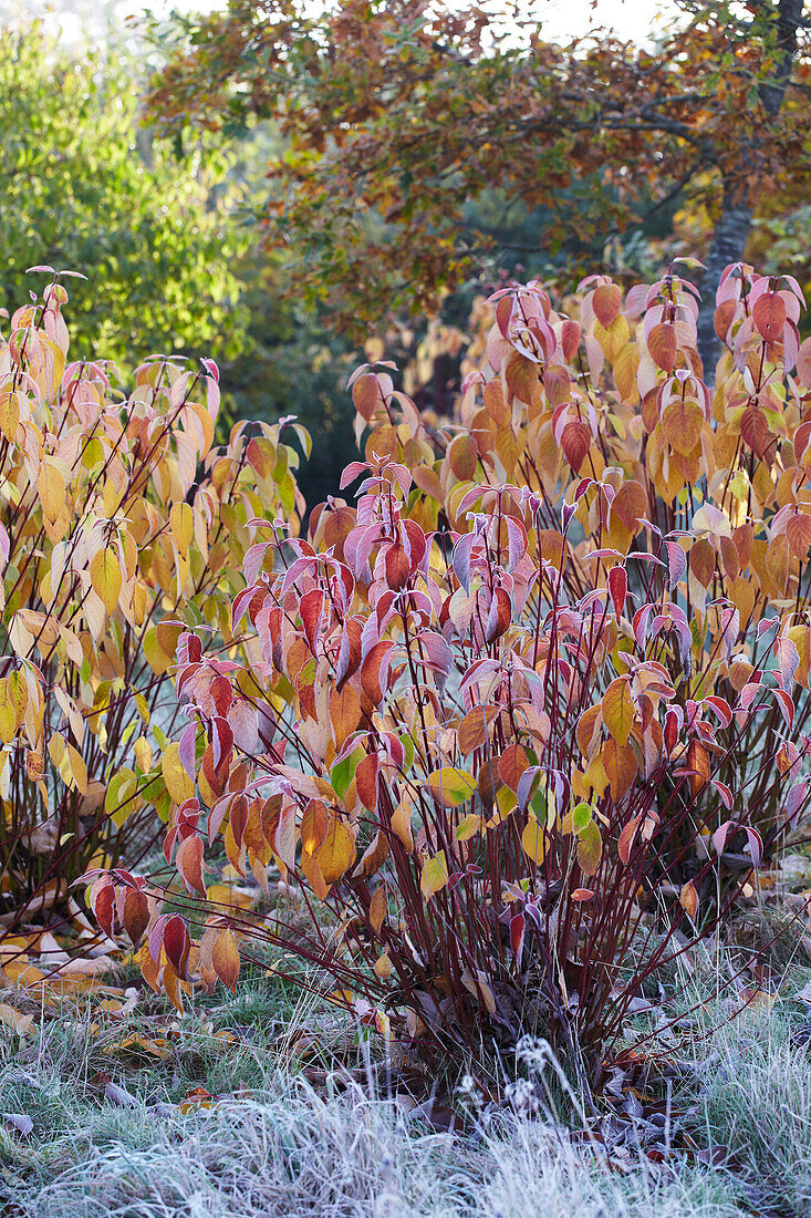 Autumn colors in the garden with hoarfrost