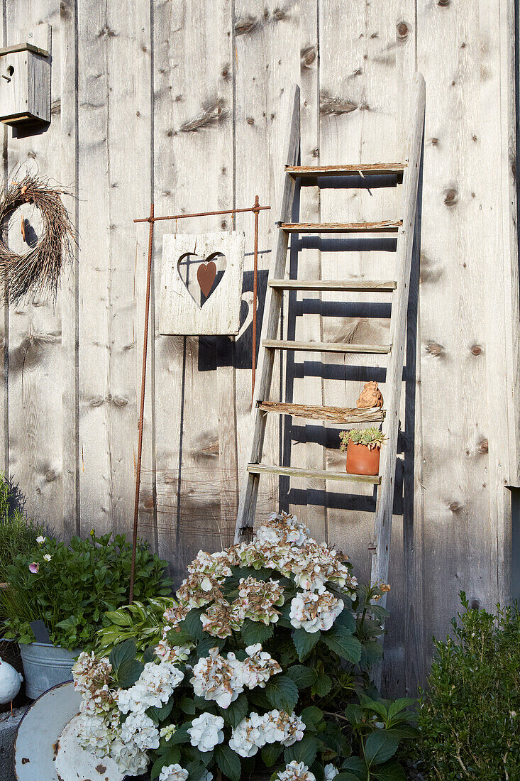 Decorative garden corner with ladder and hydrangeas in front of a wooden wall