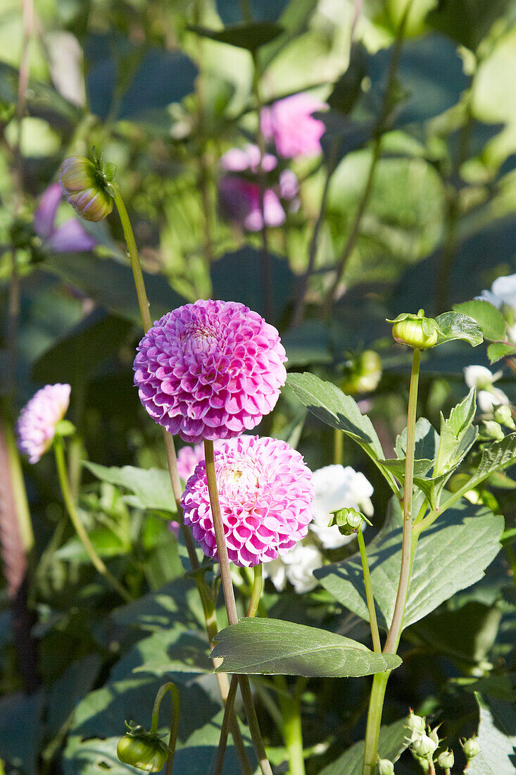 Dahlias in the sunlight