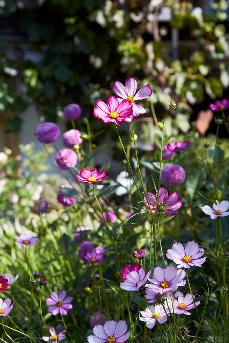 Cosmos in the sunny summer garden