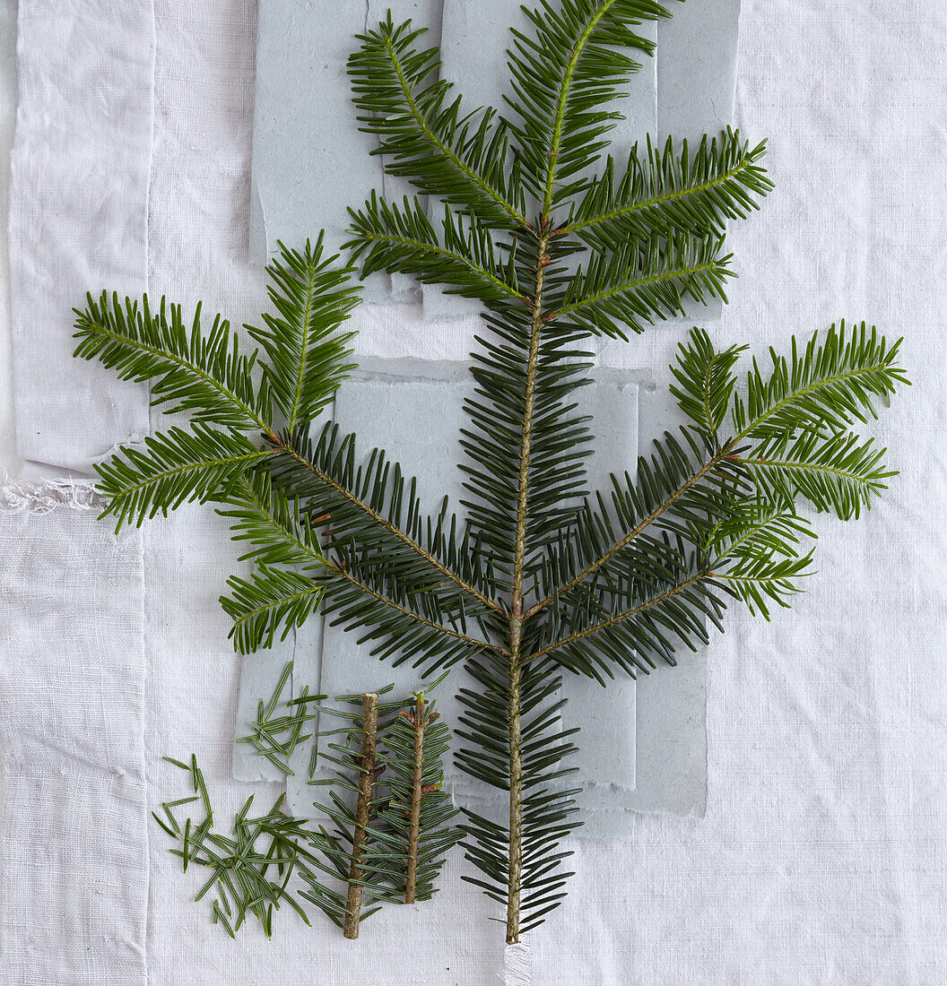 A silver fir branch