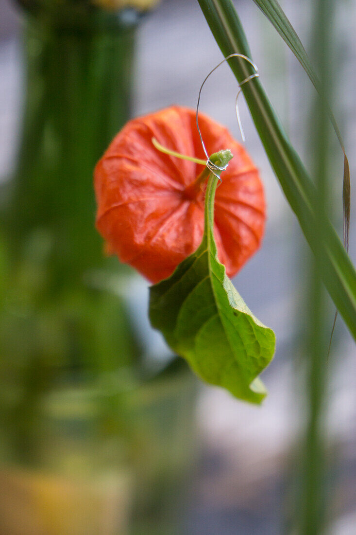 Lampion flower tied to grass with silver wire