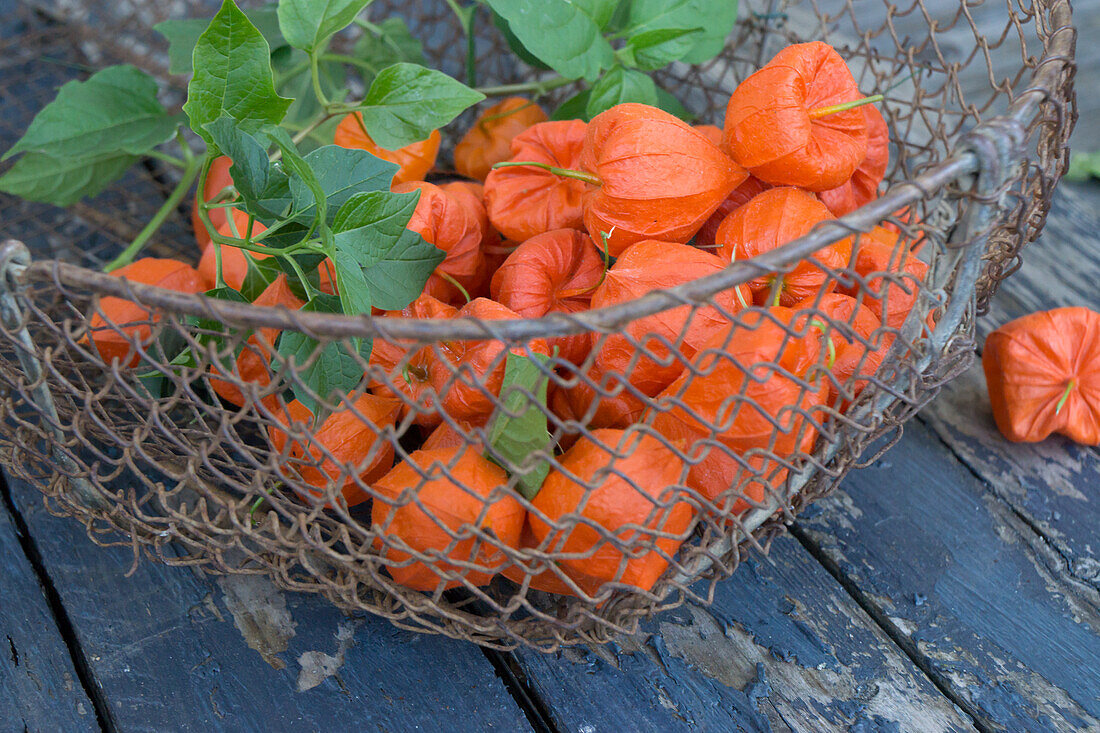 Lampion flowers in wire basket