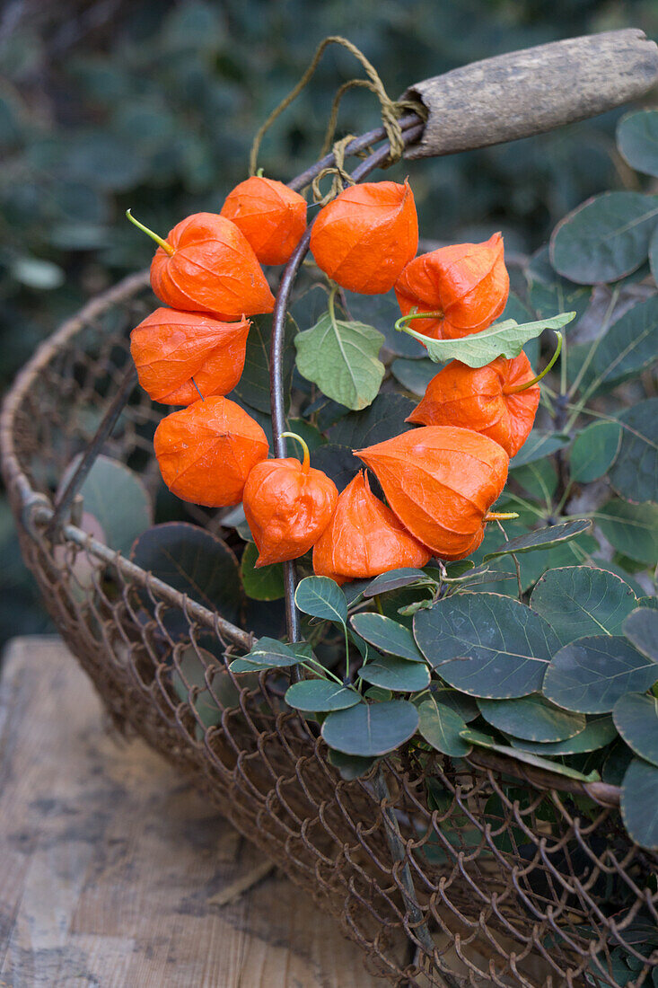 A wreath of Chinese lanterns and European smoketree in a wire basket