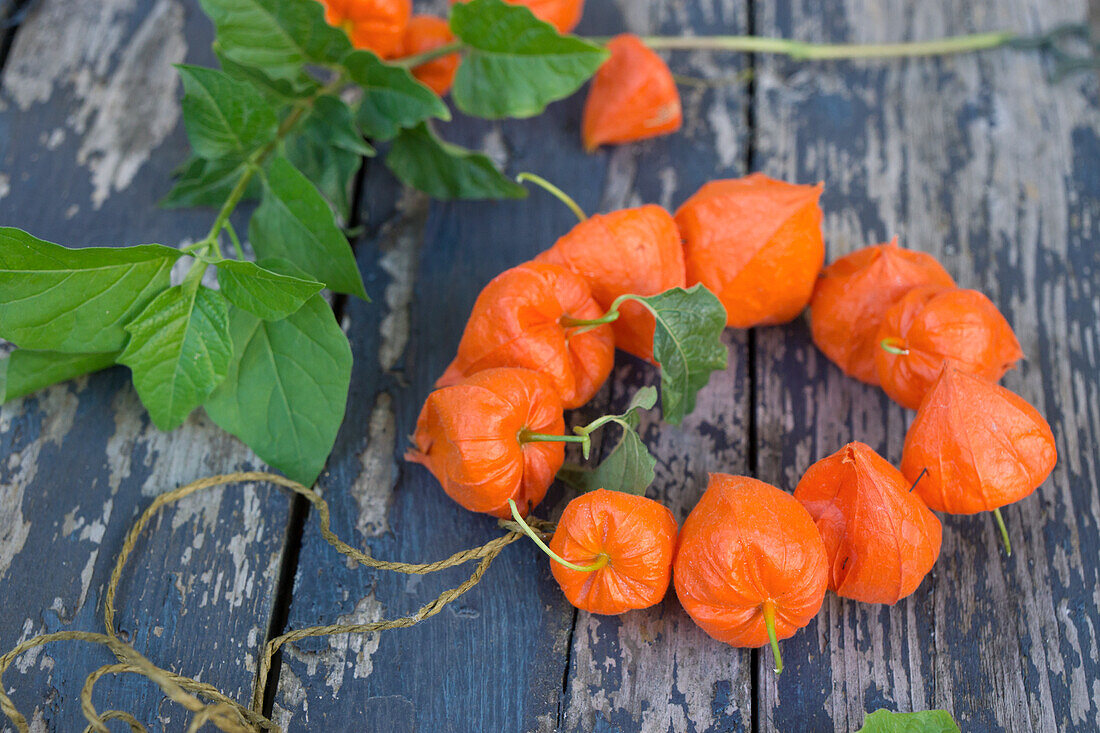 Wreath of lantern flowers