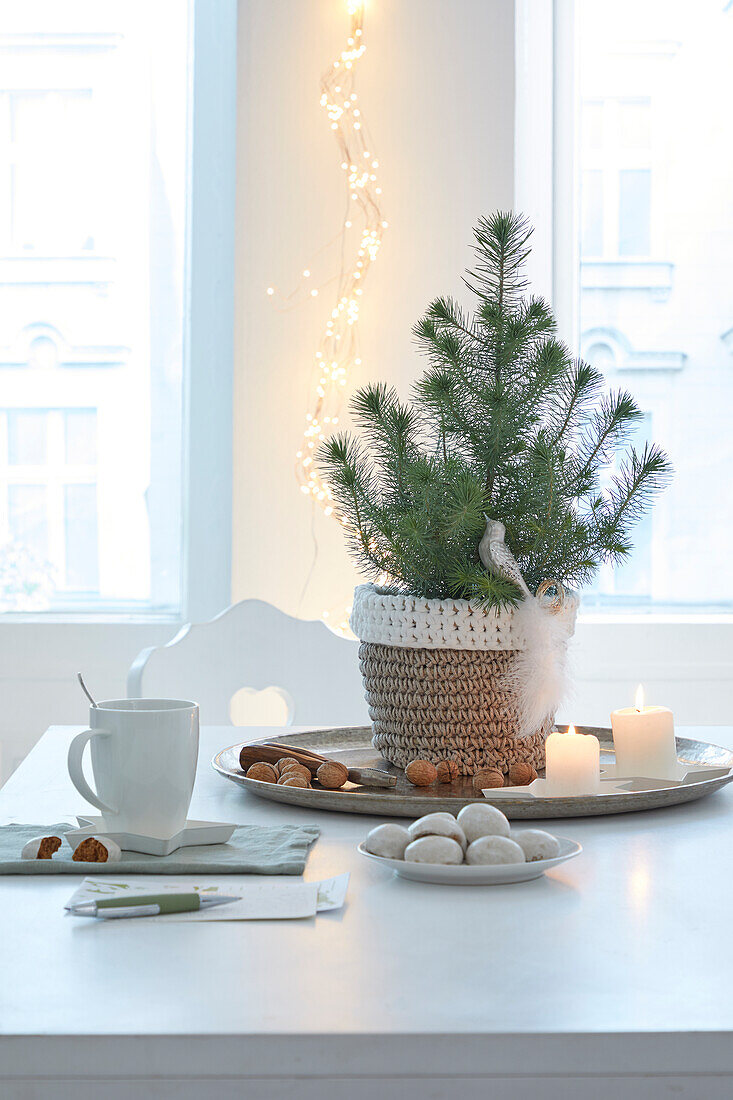 Kleiner Weihnachtsbaum im Topf auf Tablett mit Kerzen und Nüssen