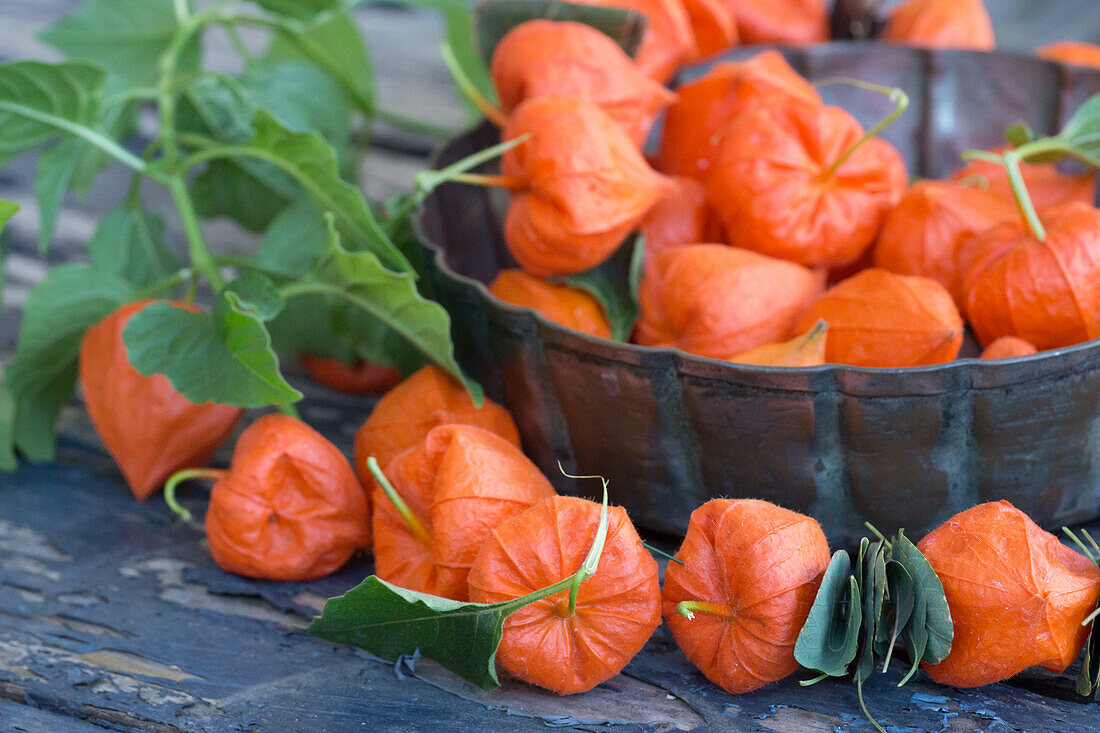 A copper bowl filled with Chinese lanterns