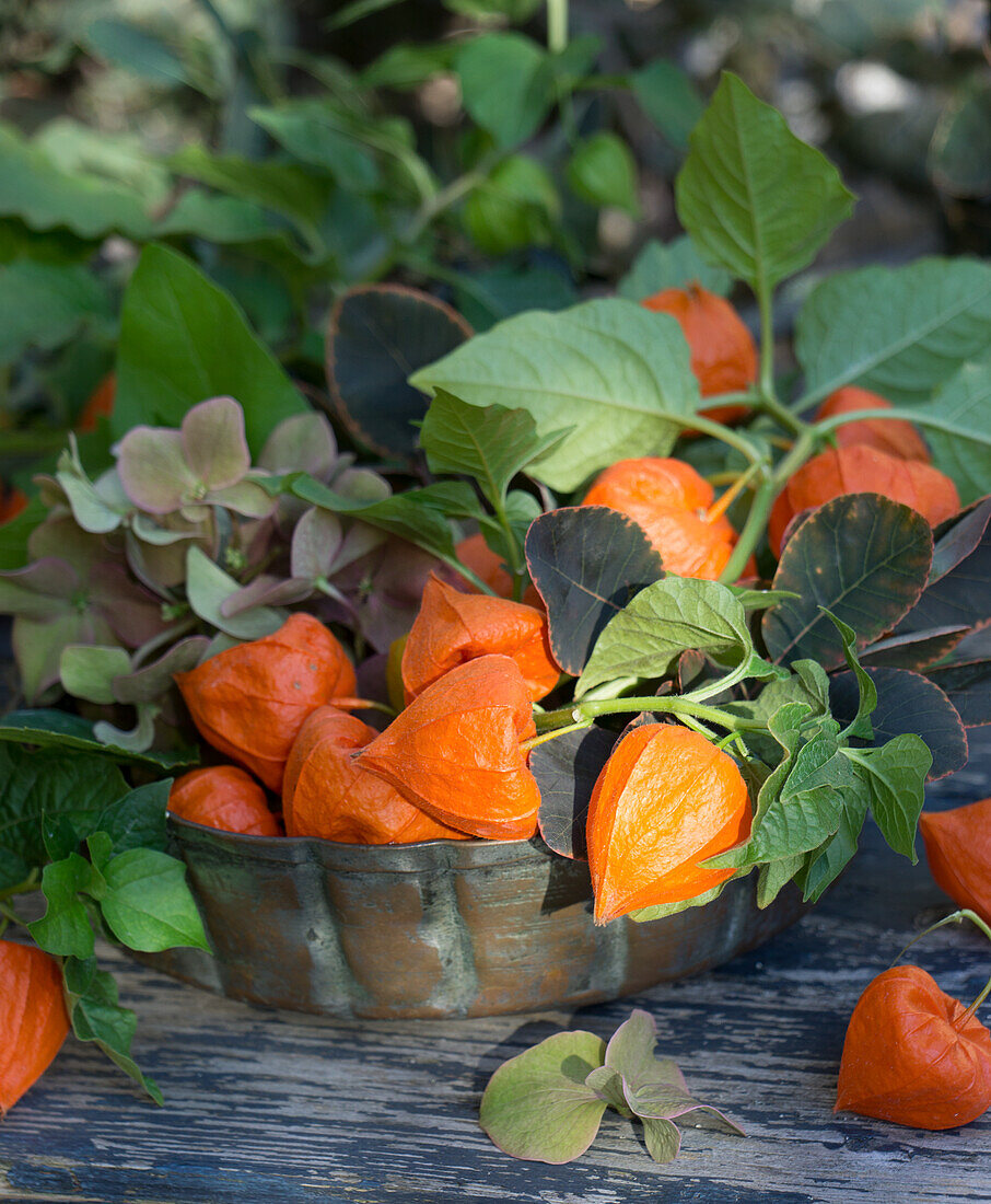 A copper bowl filled with Chinese lanterns, hydrangeas and European smokewood