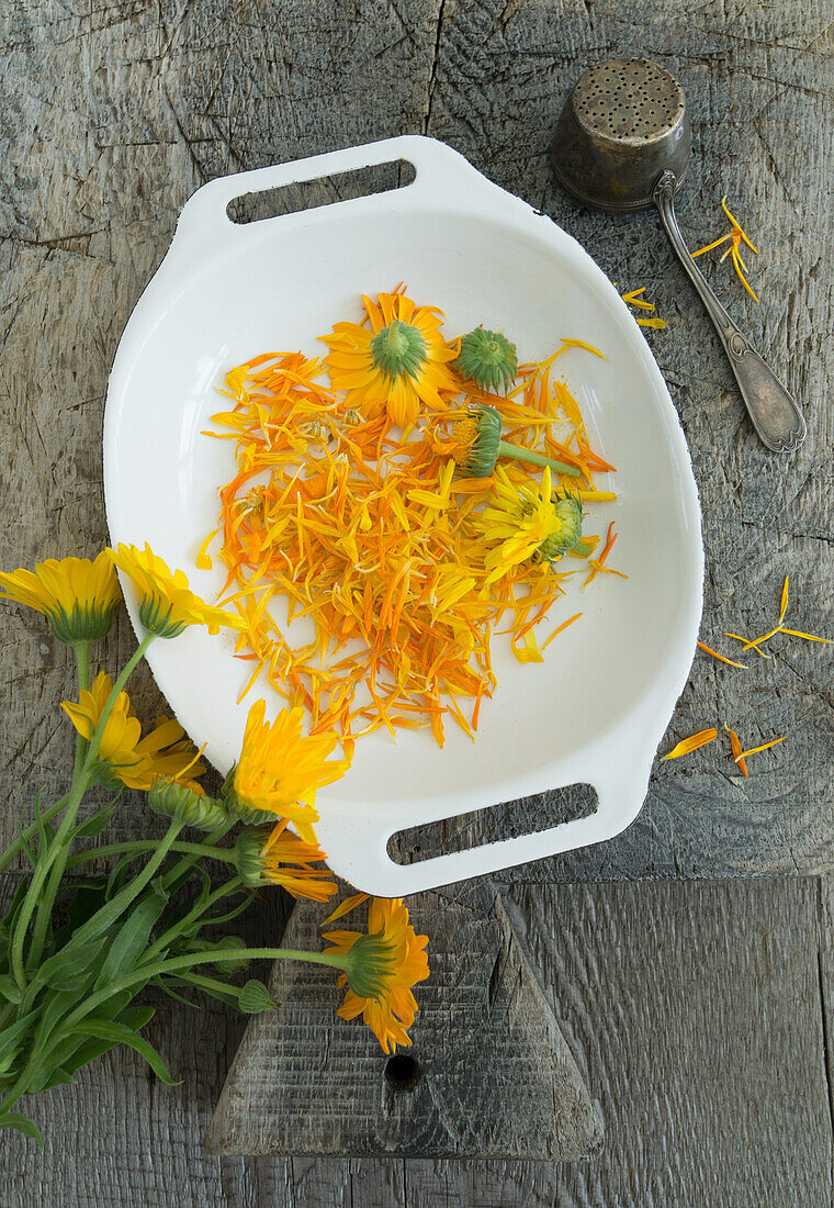 Blütenblätter von Ringelblumen, zum Trocknen vorbereitet, mit frischen Blüten