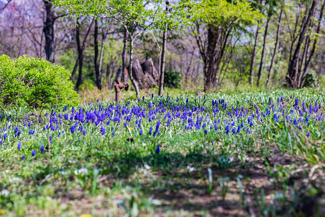 Wild hyacinth flowers in a field in spring time forest