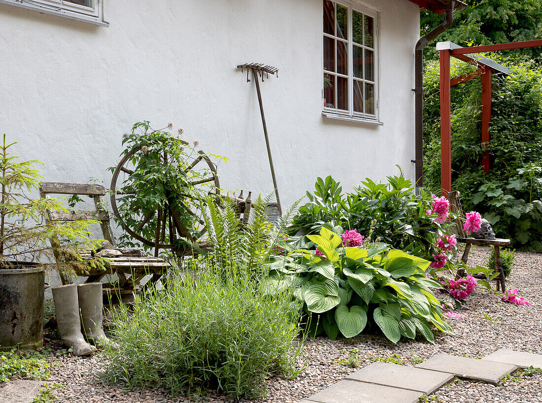 Rural garden with hostas, peonies and garden decorations