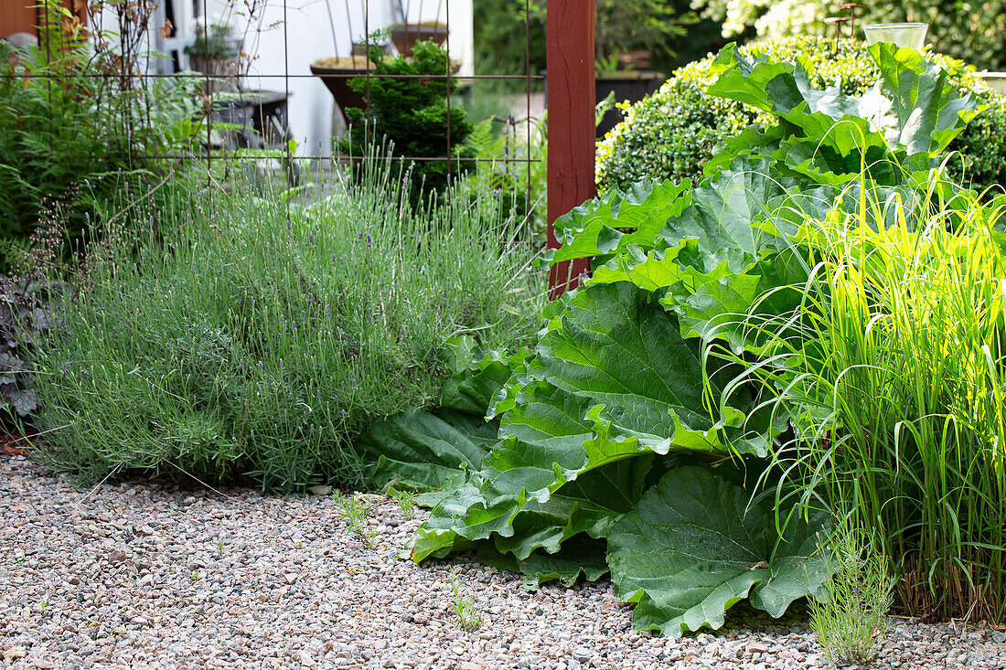 Staudenbeet mit Rhabarber und Lavendel im Kiesgarten