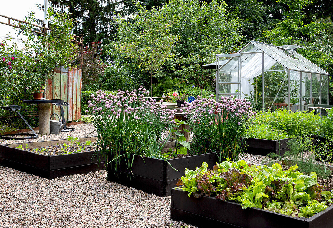 Gemüsegarten mit Hochbeeten und Gewächshaus im Sommer