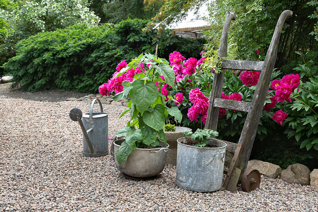Blooming peonies and potted plants on gravel in garden
