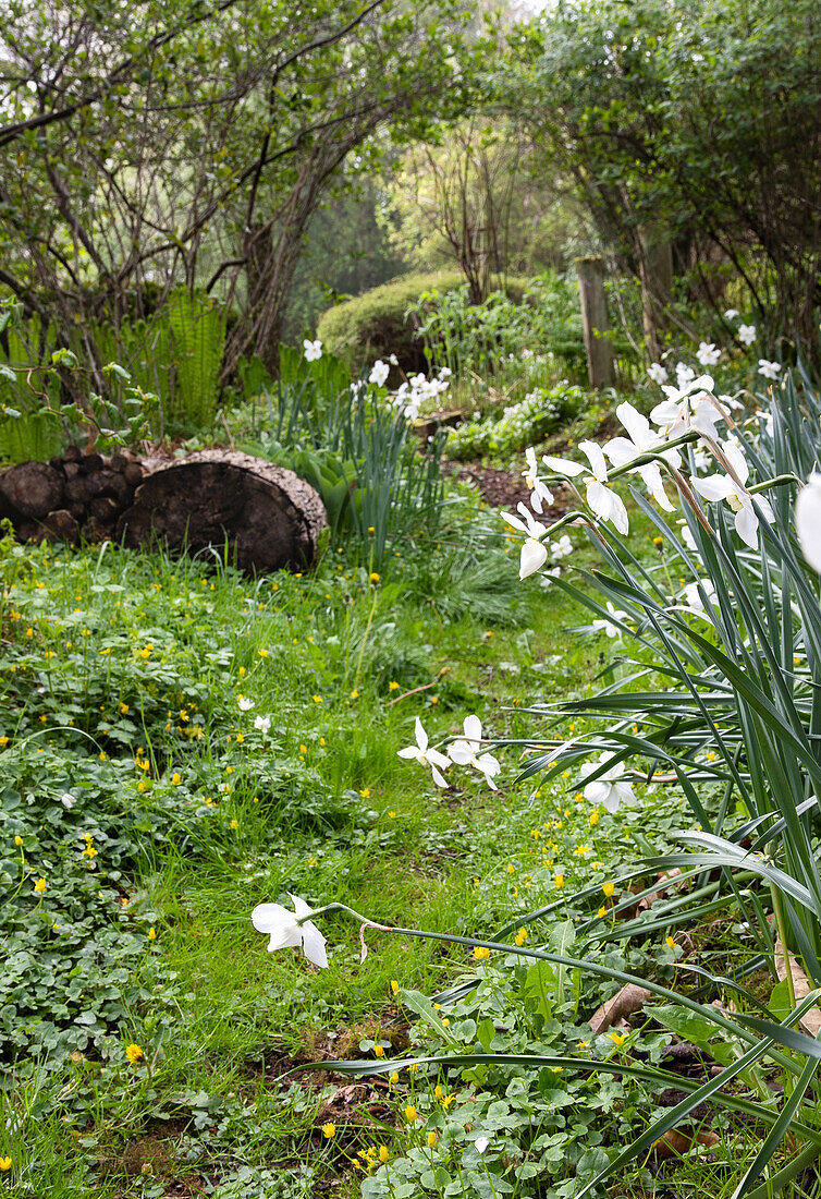 Weiße Narzissen wachsen am Gartenweg entlang