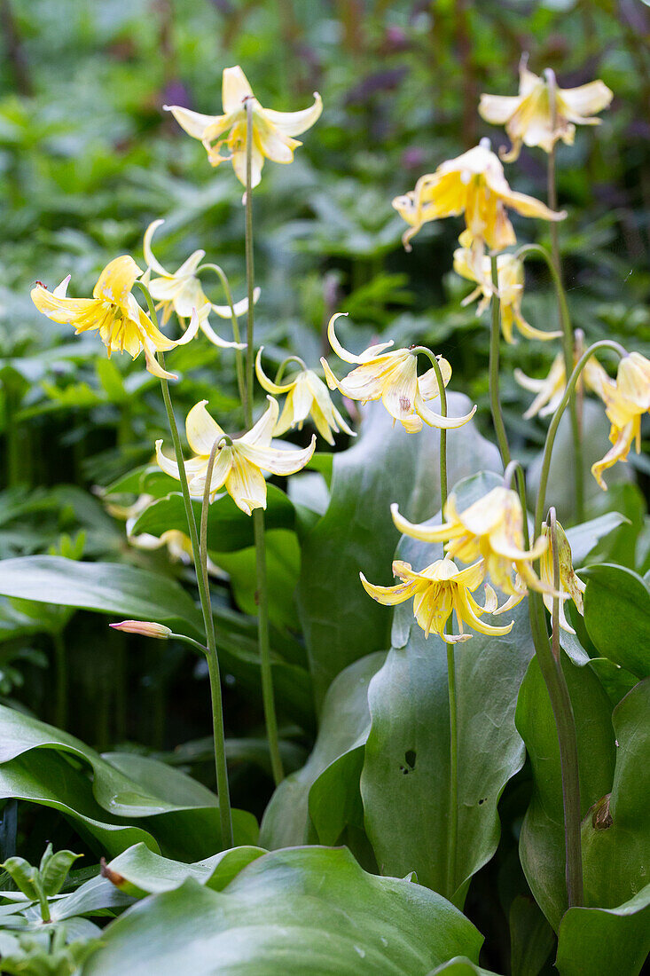 Trout lily (Erythronium) in a garden